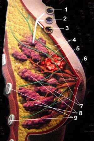 anatomia da mama